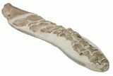 35.6" Fossil Plesiosaur Paddle - Asfla, Morocco - #201875-6